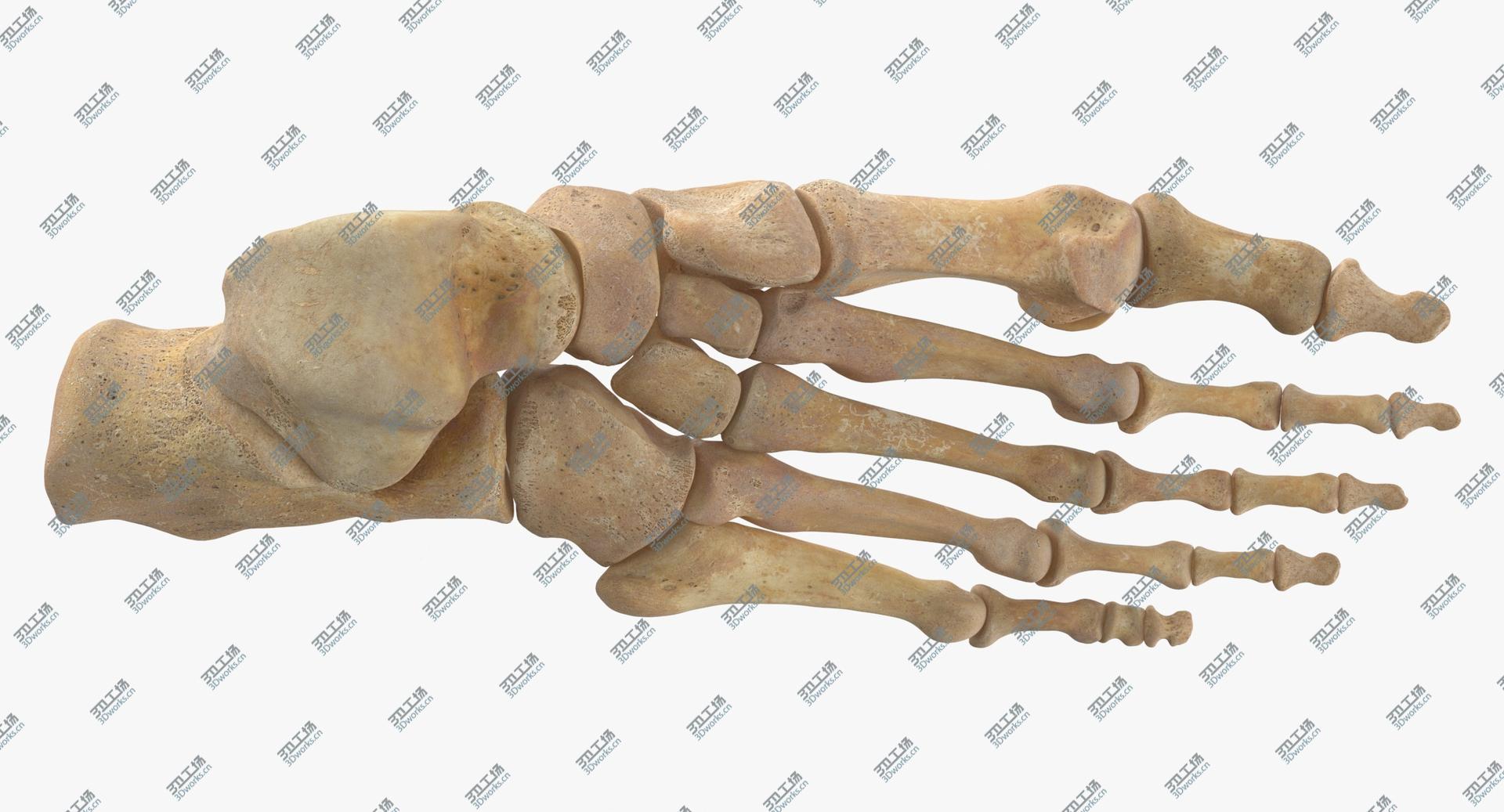 images/goods_img/2021040234/Real Human Foot Bones Anatomy 01 3D model/2.jpg